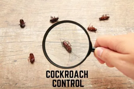 Cockroaches Control Services