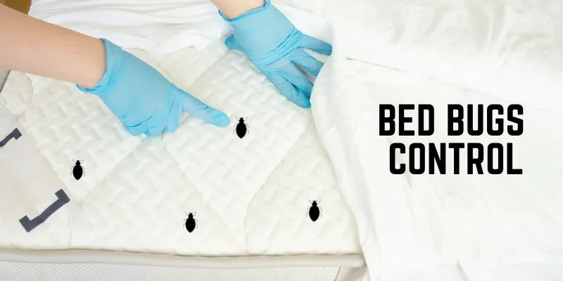 Bed Bugs Control Services