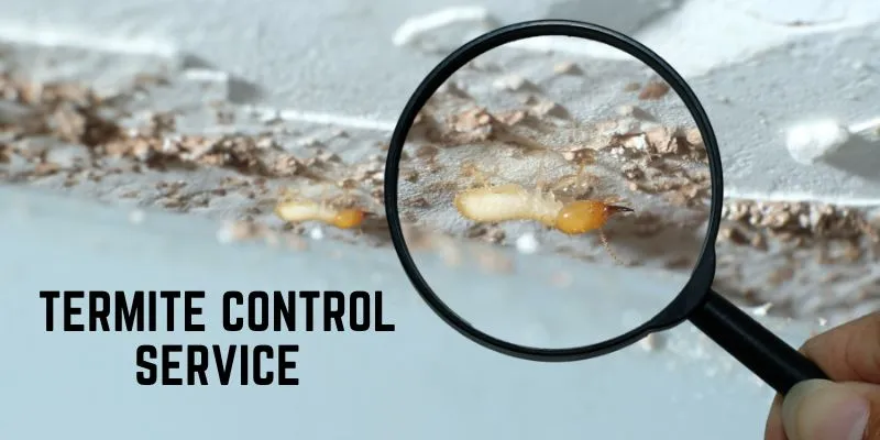 Termite Control Services