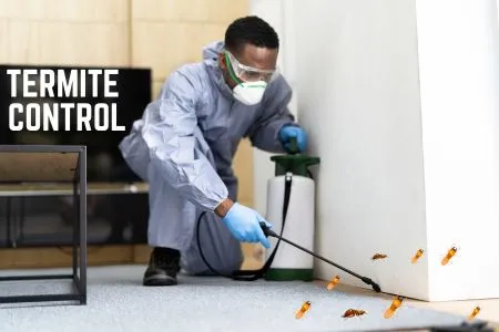 Termite Control